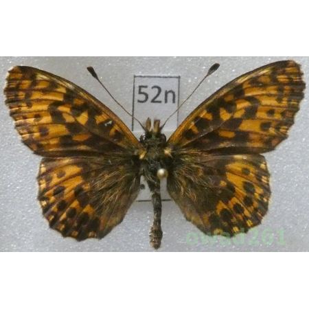 Boloria dia (Linnaeus, 1767) Czech52n